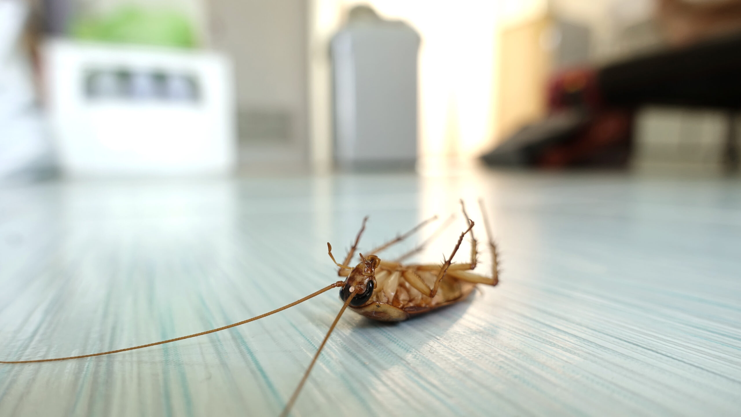 Dead cockroach on the floor after being hit by pesticides